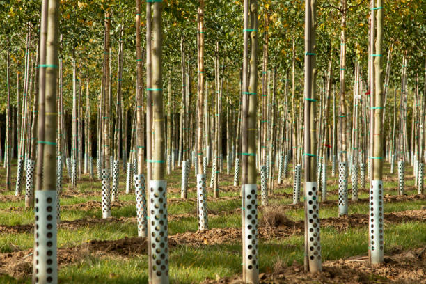 istock view in part of a tree nursery 1209630210