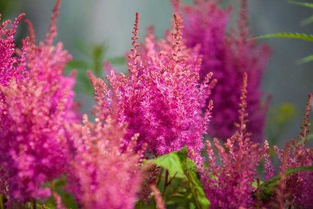 istock Beautiful garden flower 1209631074