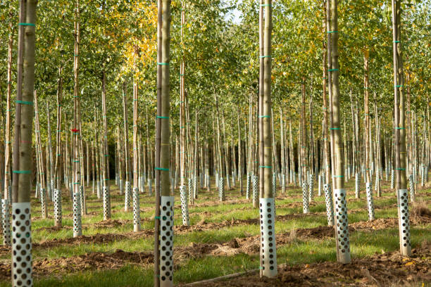 istock view in part of a tree nursery 1209631154