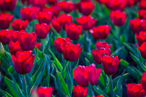 istock Group of red tulips in the park. Spring landscape background 1209631987