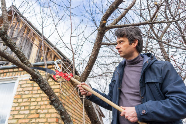 rolnik z ogrodem piłą do cięcia gałęzi krzewu wiśniowego porośniętego porostami. przycinanie drzew owocowych z lopper. wiosna lub jesień pracy w ogrodzie. koncepcja ogrodnictwa - lopper zdjęcia i obrazy z banku zdjęć