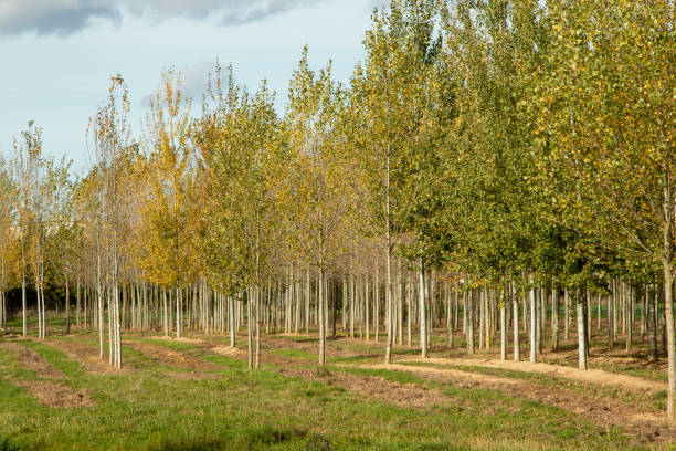 istock view in part of a tree nursery 1209632450