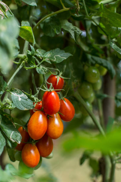 primer plano de un montón de tomates roma maduros colgando de una vid - tomatoes on vine fotografías e imágenes de stock