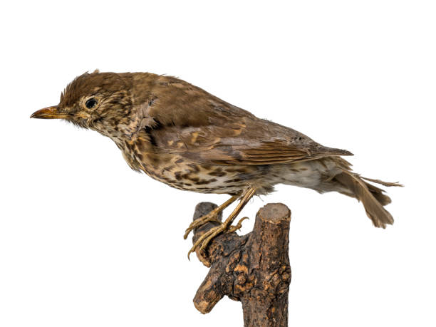 istock Stuffed European song thrush sits on a branch. 1209633258