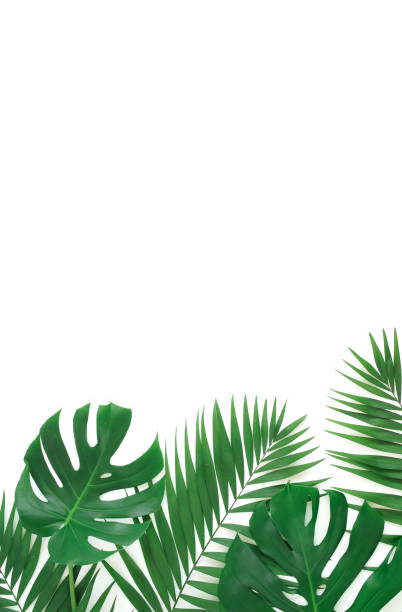 istock tropical green palm, monstera leaves , branches frame isolated on a white background. top view.copy space.abstract. 1209633779