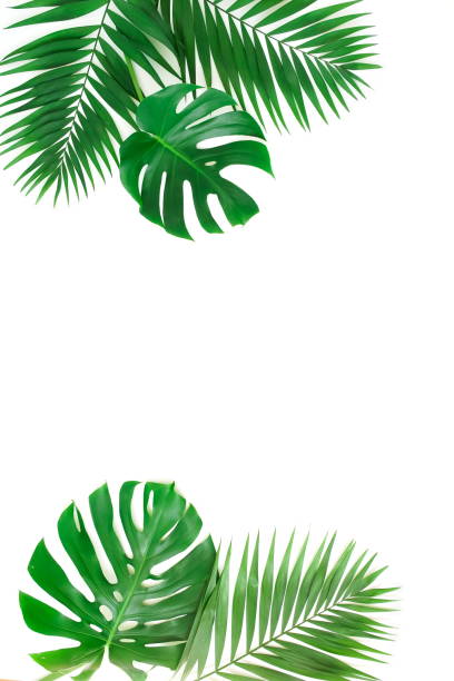 istock tropical green palm, monstera leaves , branches frame isolated on a white background. top view.copy space.abstract. 1209634343