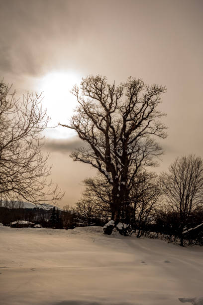istock tree silhouette at sunset in winter, winter landscape 1209634356