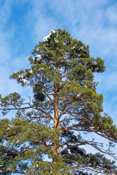 istock Winter background with pine tree covered by snow against blue sky 1209634466
