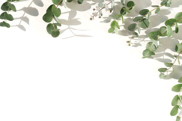 istock green eucalyptus leaves, branches and shadows  on a light background. flat lay, top view. poster 1209634691