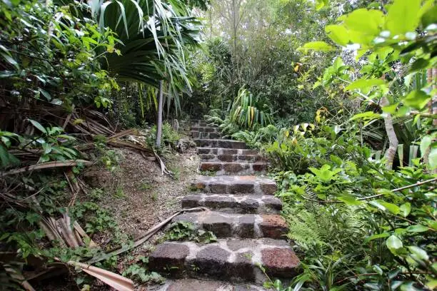 Chamarel, Mauritius - October 02, 2019: Path and Tropical vegatation close to the  Ebony Forest, which is a conservation area in the south-west of the Mauritius, an island in the Indian Ocean. There is a rehabilitated indigenous forest with more than 140 endemic and native species and about 140.000 planted endemic and native plants.