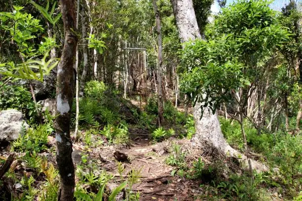 Chamarel, Mauritius - October 02, 2019: Tropical vegatation close to the  Ebony Forest, which is a conservation area in the south-west of the Mauritius, an island in the Indian Ocean. There is a rehabilitated indigenous forest with more than 140 endemic and native species and about 140.000 planted endemic and native plants.