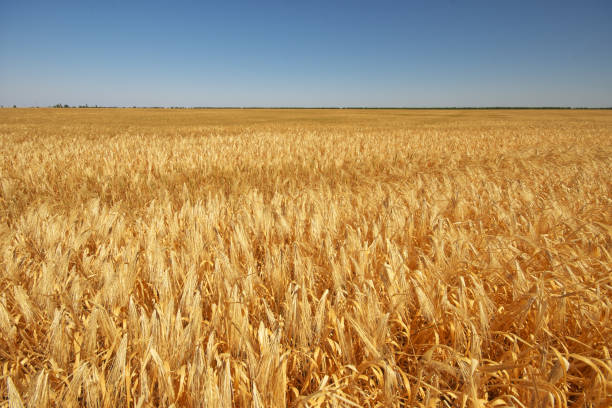 istock Meadow of wheat. 1209635660