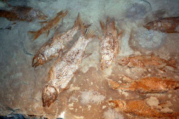 istock View of fossils of ancient prehistoric fish 1209636046