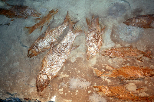 View of fossils of ancient prehistoric fish. Paleontological exhibits of geological remains of fish in stone.