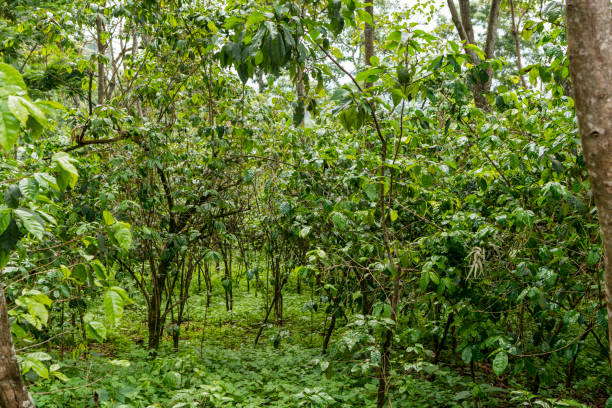 istock Coffee plants in Ethiopia 1209636163
