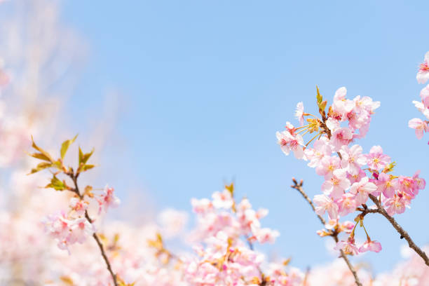 istock Beautiful Kawazu cherry blossoms in full bloom 1209636854
