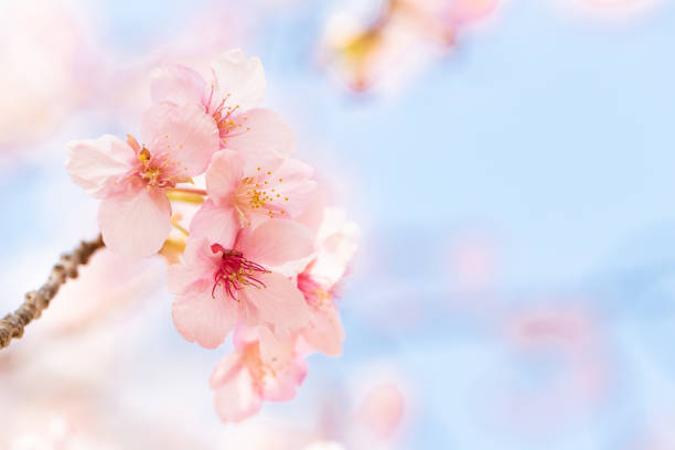 Cherry blossom in blue sky