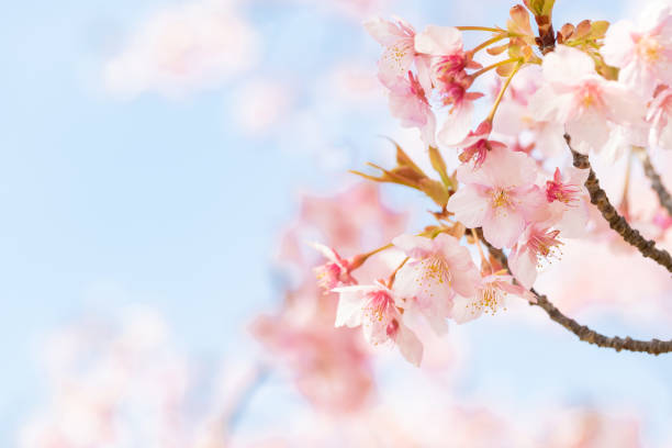 istock Beautiful Kawazu cherry blossoms in full bloom 1209636894