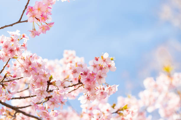 istock Beautiful Kawazu cherry blossoms in full bloom 1209636907