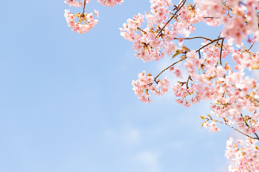 Cherry blossom in blue sky