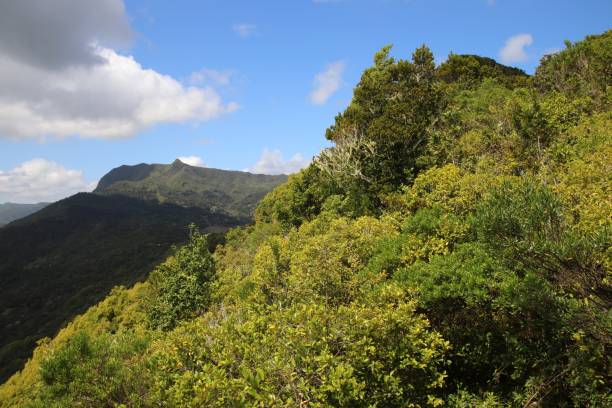 istock Vegetation at Chamarel Mauritius, Indian Ocean, Africa 1209636916