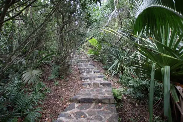 Chamarel, Mauritius - October 02, 2019: Path and Tropical vegatation close to the  Ebony Forest, which is a conservation area in the south-west of the Mauritius, an island in the Indian Ocean. There is a rehabilitated indigenous forest with more than 140 endemic and native species and about 140.000 planted endemic and native plants.