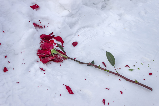 A crushed rose in the snow as a symbol of parting and unsuccessful love. Dead red flower lies in the snow