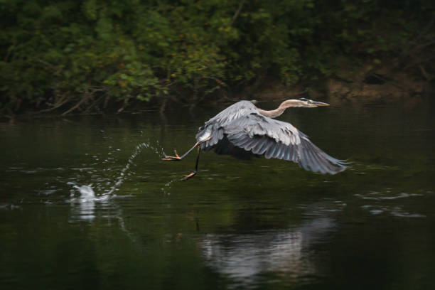 istock Heron takes off with a hop and a skip 1209638547