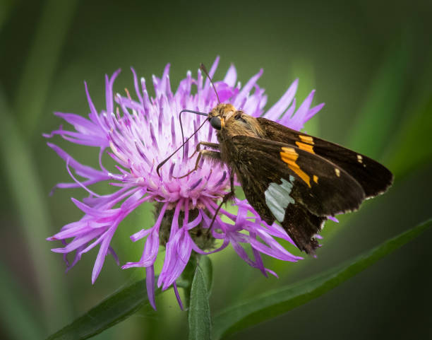 Skipper moth isolated on a purple flower stock photo