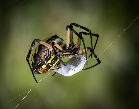 A Three-banded Argiope quietly waits for prey in its web.