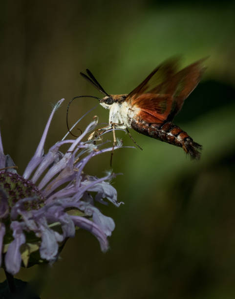 A clearwing hummingbird moth feeds on a flower