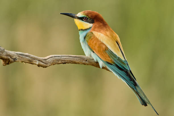 Colorful and exotic bee-eater bird perched on a branch in nature Colorful bird perched on a branch. Summer wildlife and nature in Gerolsheim, Germany. Majestic bee eater bird (Merops apiaster, Meropidae) bee eater stock pictures, royalty-free photos & images