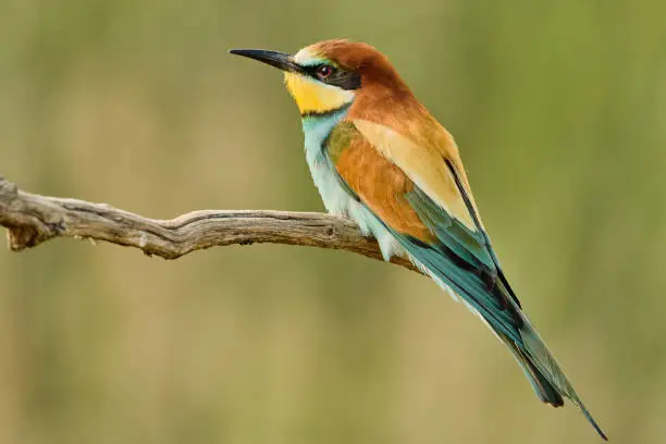 Colorful bird perched on a branch. Summer wildlife and nature in Gerolsheim, Germany. Majestic bee eater bird (Merops apiaster, Meropidae)