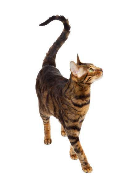 istock Adult toyger breed cat isolated on white 1209641959