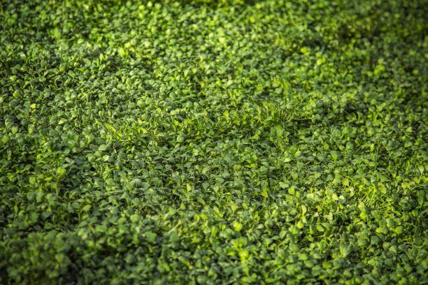 A bed of wet lush green clover with water droplets on its leaves.