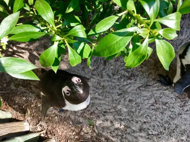 Pinguin looks straight in die Camera in Boulders Beach