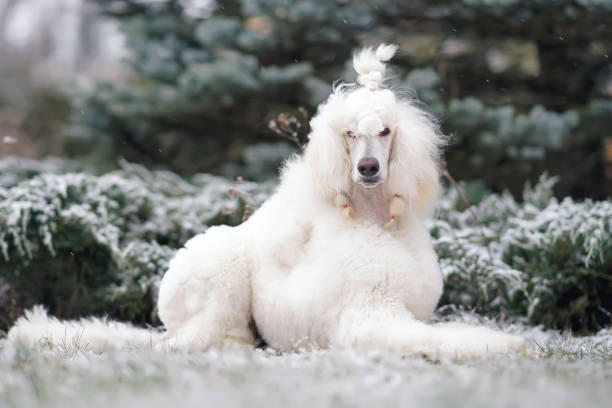 crabot de caniche standard blanc (clip scandinave d’exposition de lion) posant à l’extérieur se trouvant vers le bas sur une neige en hiver - standard poodle photos et images de collection