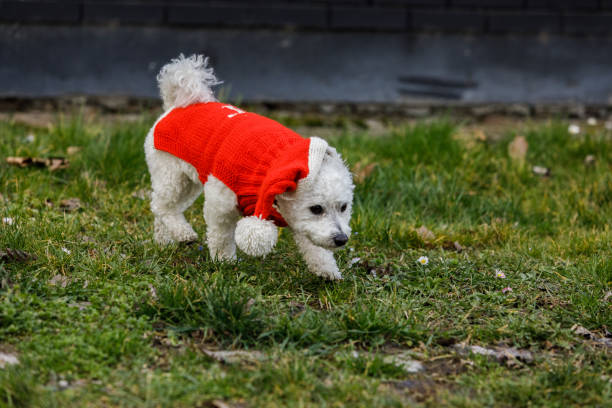 istock Fashionable dog in red outfit exploring 1209648988