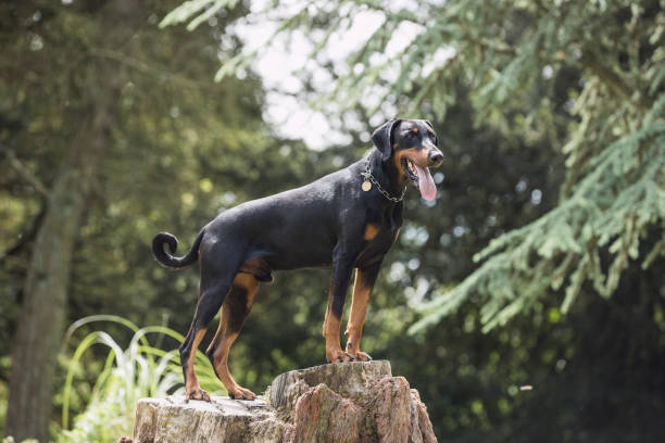 istock Doberman Dog Posing in Park 1209649122