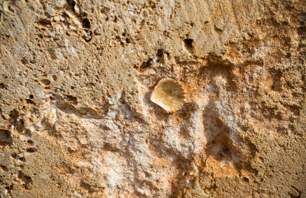 istock Limestone wall with sea shell in Menorca island 1209649319