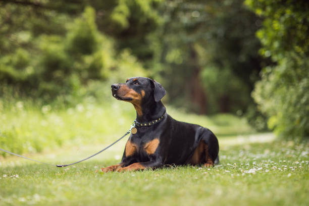 perro dóberman posando en park - doberman fotografías e imágenes de stock