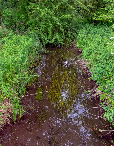 istock River Test in Mottisfont, Hampshire, United Kingdom 1209650152