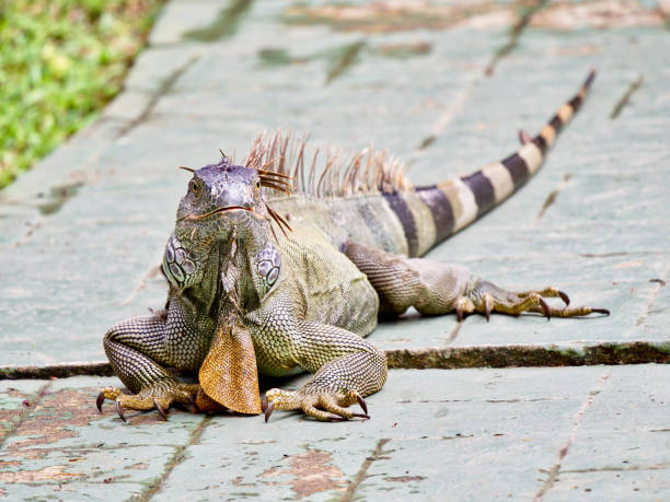 istock Relaxing Iguana in Tortuguero 1209650359