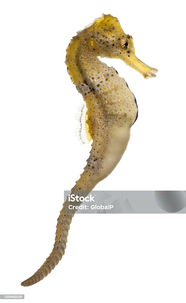 Longsnout seahorse, Hippocampus reidi yellowish, white background.  Seahorse Stock Photo