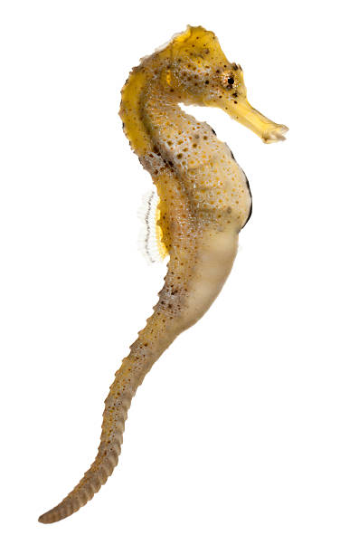 Longsnout seahorse, Hippocampus reidi yellowish, white background.  longsnout seahorse hippocampus reidi stock pictures, royalty-free photos & images
