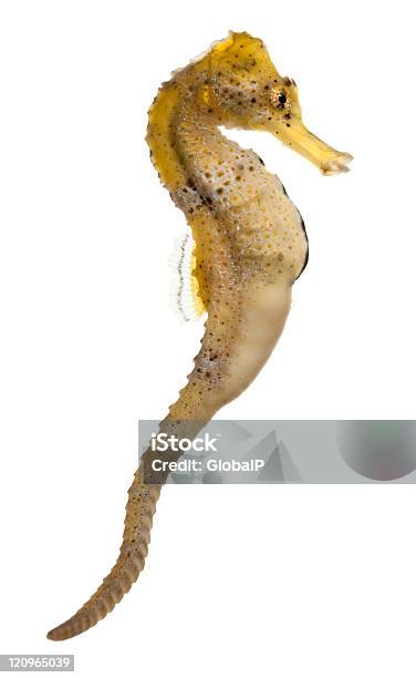 Longsnout Seahorse Hippocampus Reidi Yellowish White Background Stock Photo - Download Image Now
