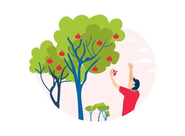 Vector illustration of Man Picking Apple Off Tree Cutout Illustration