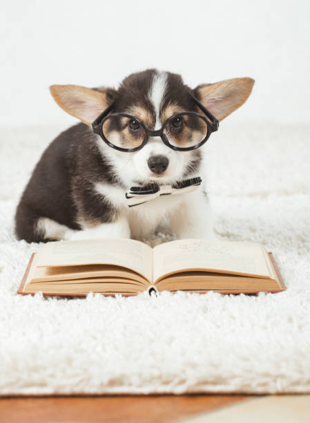 istock Corgi dog puppy with glasses 1209652475