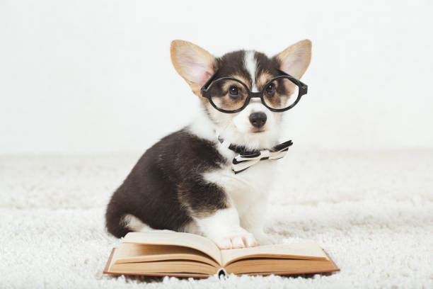 istock Corgi dog puppy with glasses 1209653052