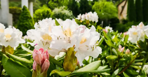 Photo of Blooming beautiful Rhododendron flower 'White Cunningham' in the spring garden